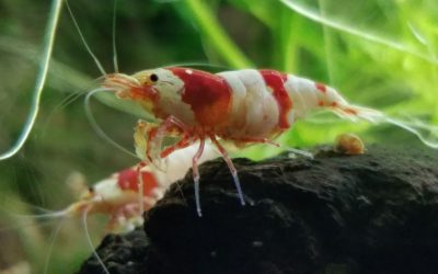 On Keeping Softwater Caridina Shrimp