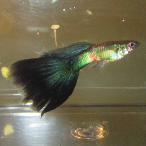 What is the Best Diet for Guppies, Endlers and Other Livebearers?